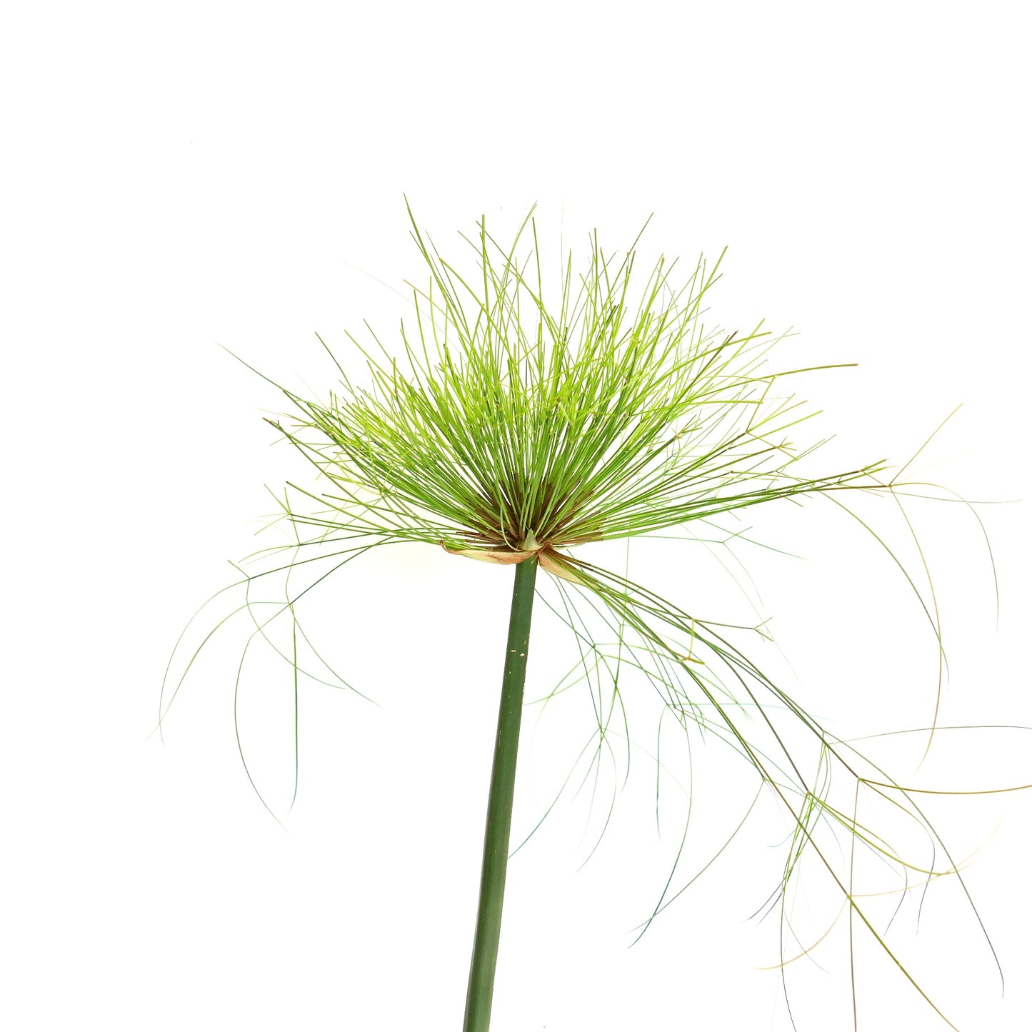 Cyperus papyrus | Papyrus | Paper reed