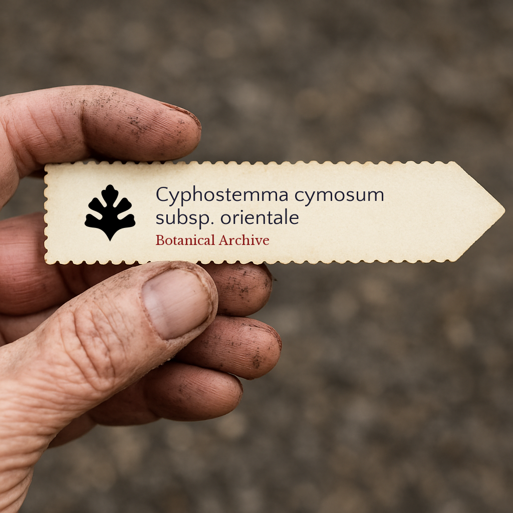 Etichetta per pianta stampata per Cyphostemma cymosum subsp. orientale tenuta nella mano del giardiniere