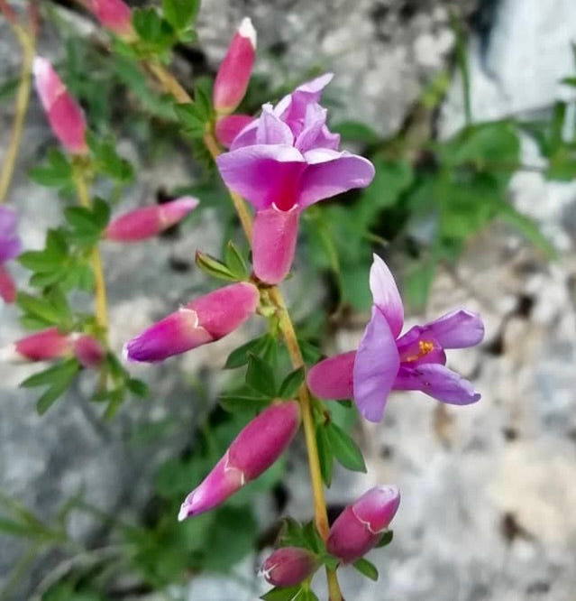 Rami sottili di Cytisus purpureus con vivaci fiori tubolari viola e piccole foglie verdi