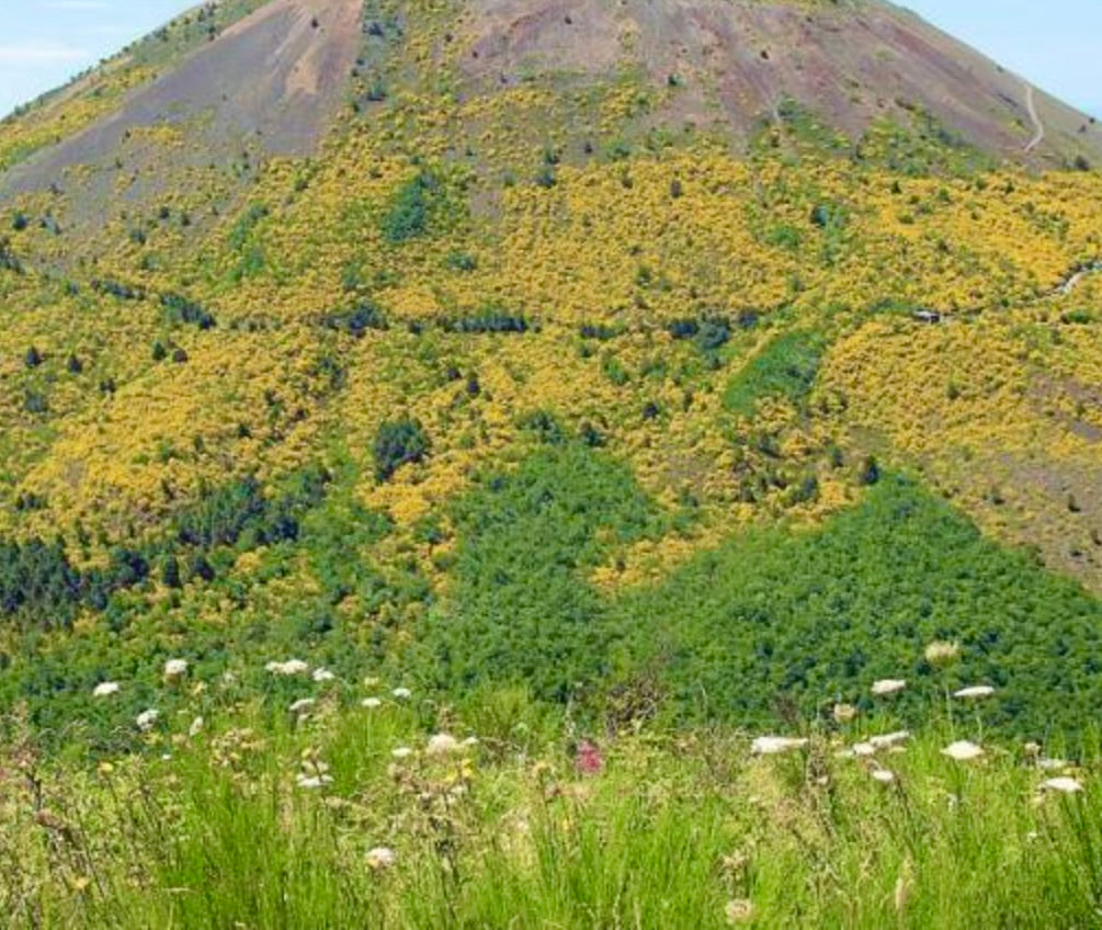 Cytisus scoparius var. vesuvianum dense yellow-flowering shrub on volcanic hillside