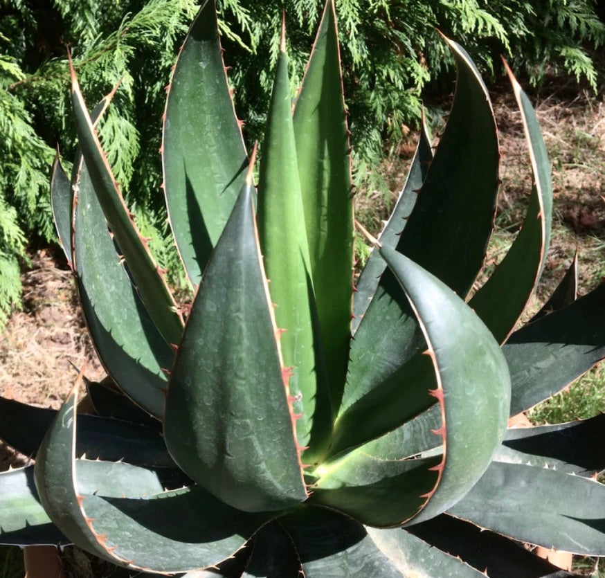 Agave garciae-mendozae 30-40cm | Agave | Garcia's agave