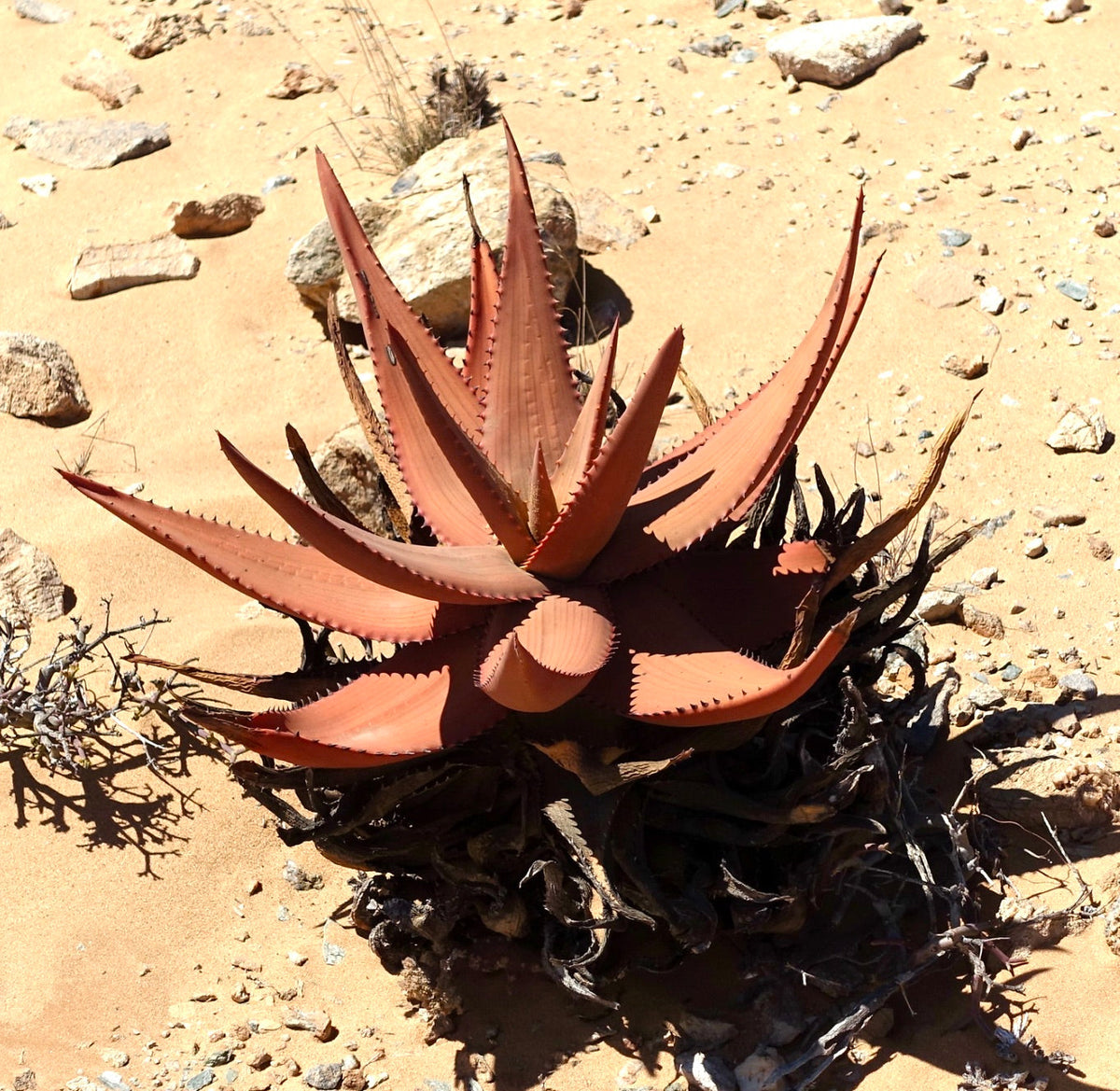Aloe striata 15-20cm ALTEZZA | Aloe corallo | Aloe striata