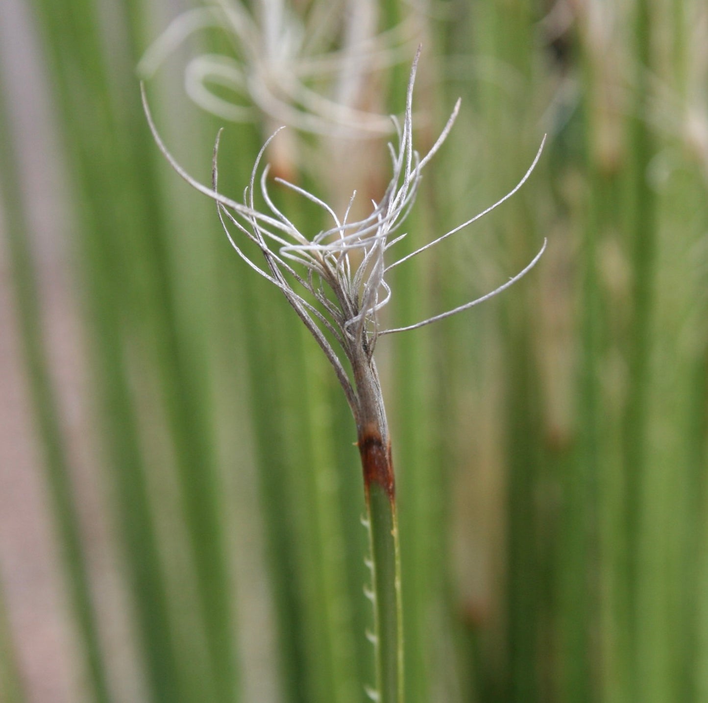 Dasylirion acrotrichum | Green sotol | Desert spoon