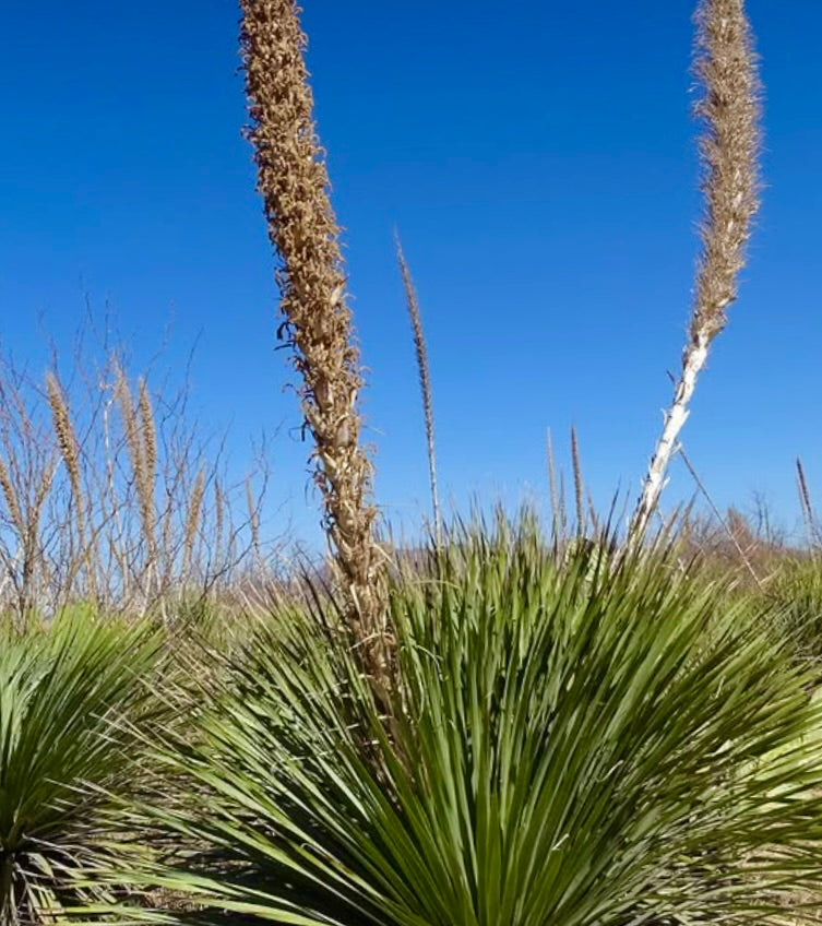 Dasylirion cedrosanum desert plant with spiky green leaves and tall flowering stalks under blue sky