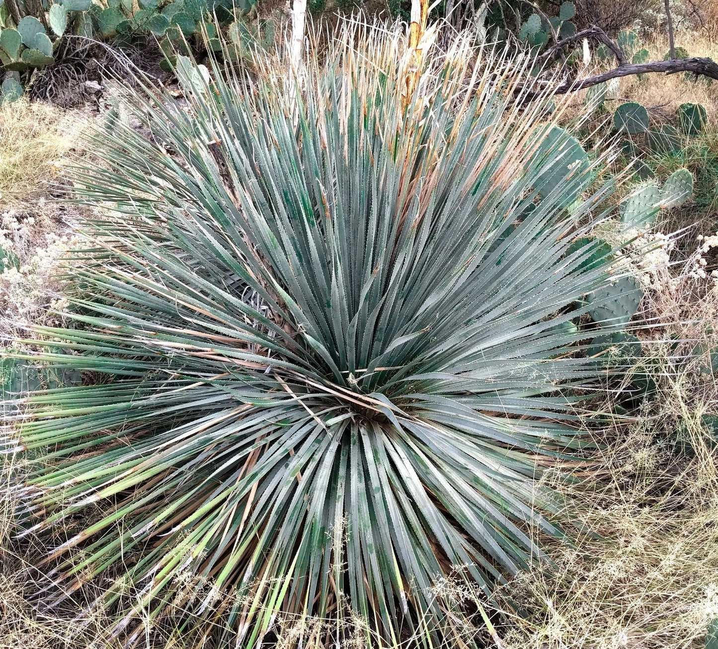 Dasylirion durangense large spiny desert plant with long narrow blue-green leaves