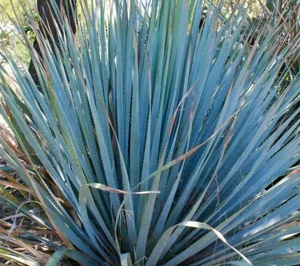 Dasylirion glaucophyllum Zaragoza 50-60cm | Desert spoon | Sotol