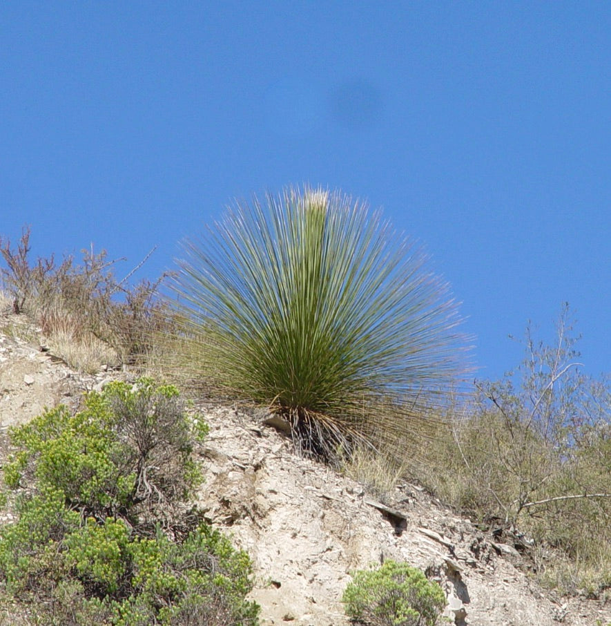 Pianta del deserto spinosa Dasylirion longissimum con foglie lunghe e sottili sotto un cielo azzurro limpido