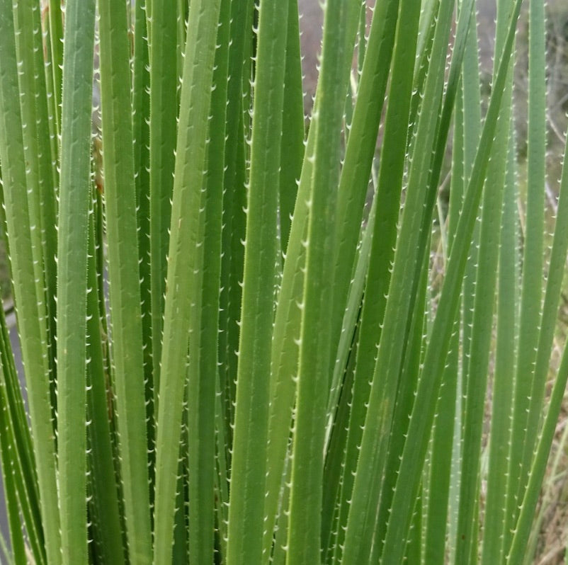 Foglie succulente verdi alte di Dasylirion serratifolium con bordi seghettati, primo piano