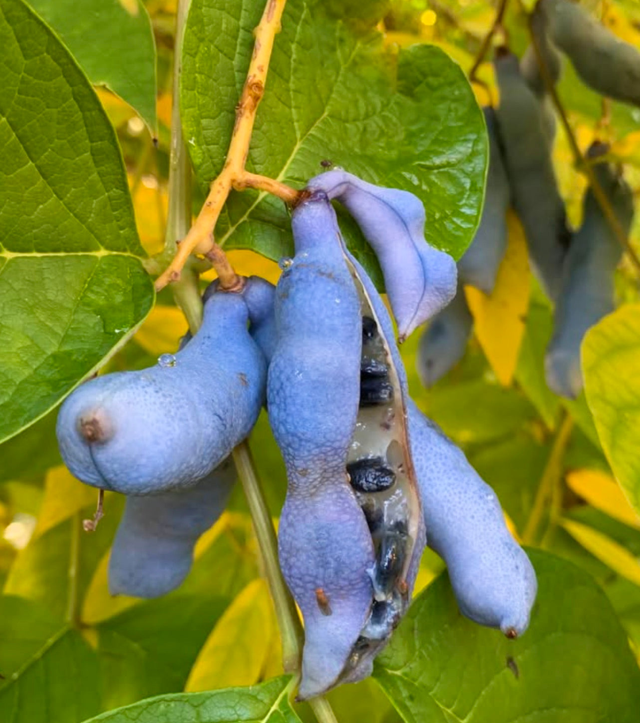 Decaisnea fargesii blue elongated pods with black seeds on green leafy shrub