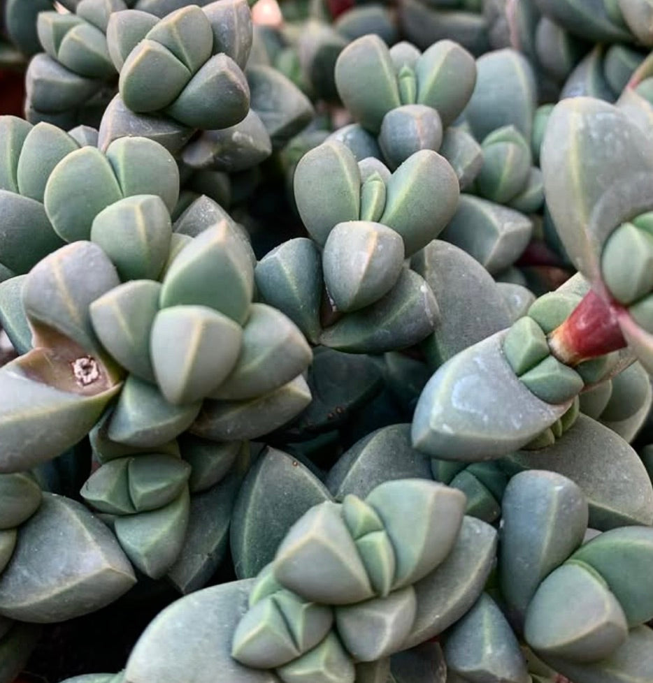 Delosperma lehmannii succulent with thick, triangular blue-green leaves and compact growth pattern