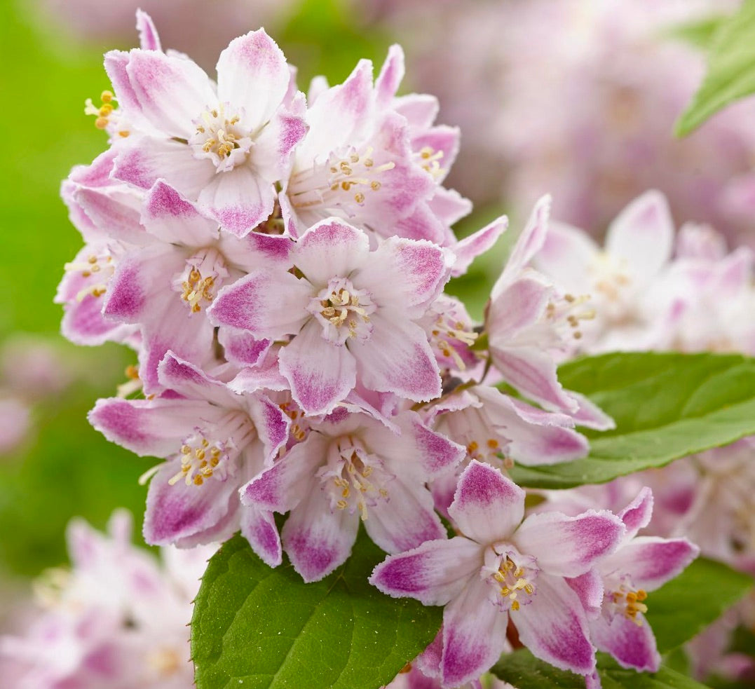 Deutzia hybrid cv 'Raspberry Sundae' 10-20cm | Deutzia