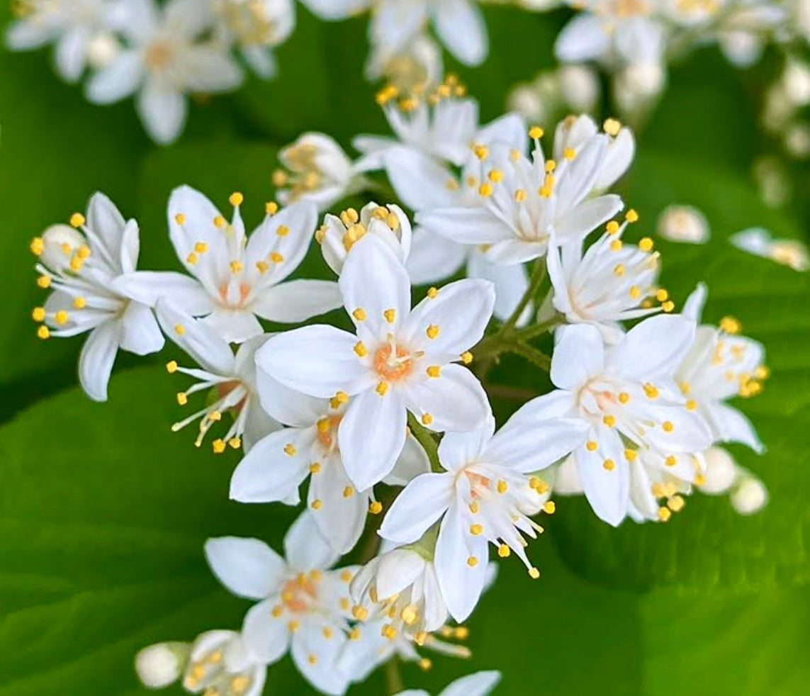 Deutzia scabra 10-30cm | Fuzzy deutzia | Rough deutzia