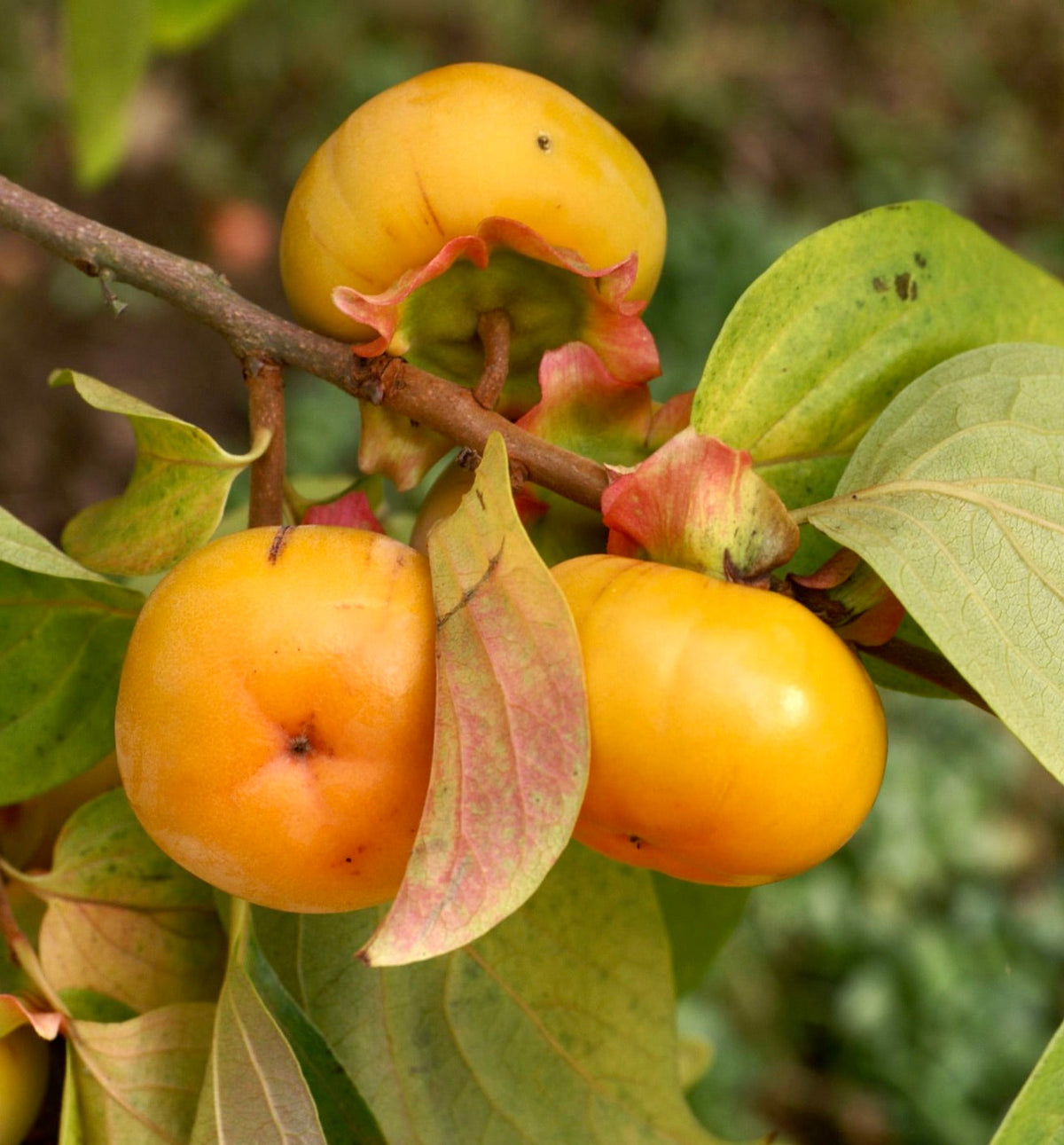 Diospyros lotus 80-150cm | Susino di datteri | Cachi caucasico