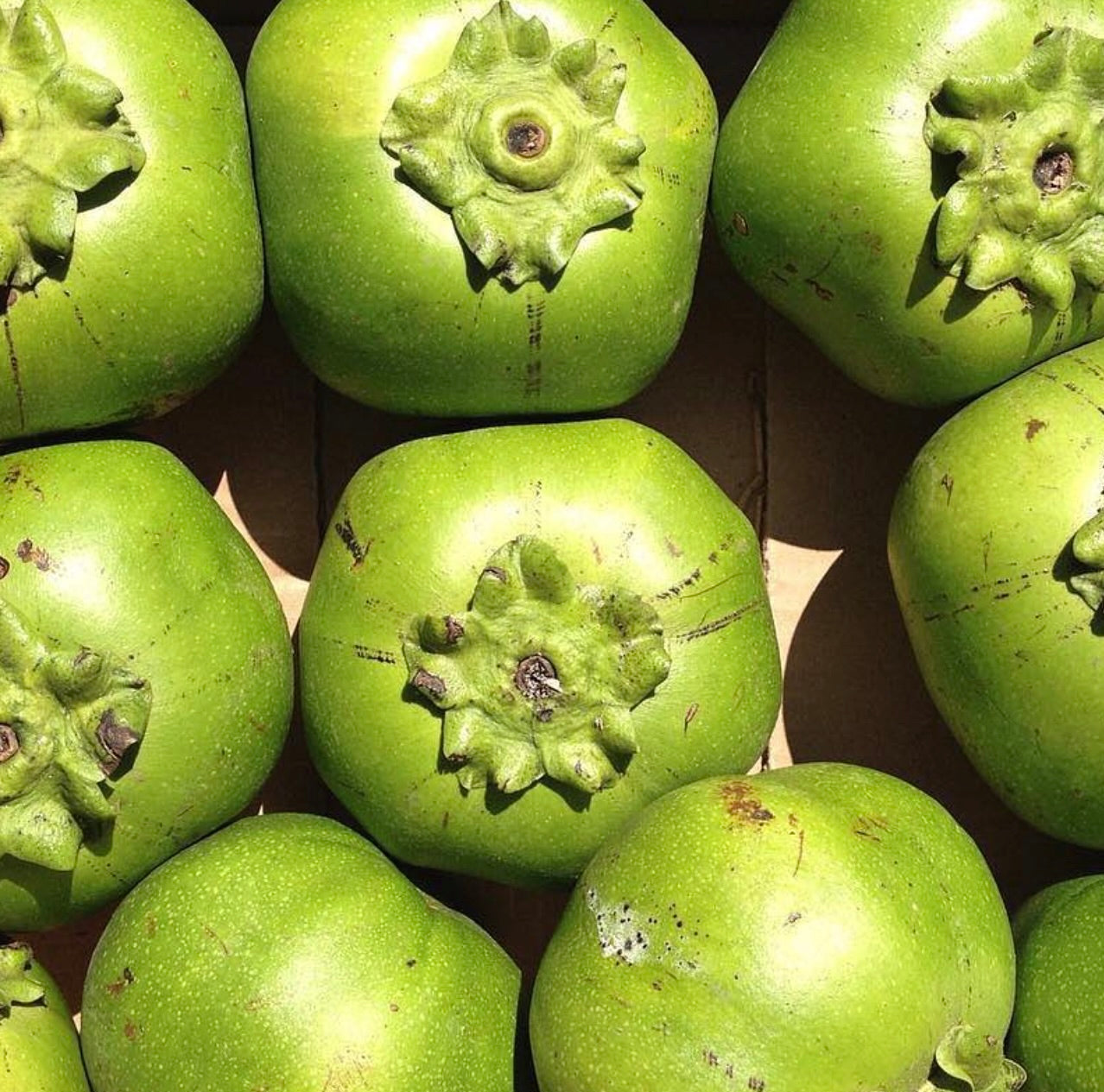 Diospyros digyna | Black sapote | Chocolate pudding fruit