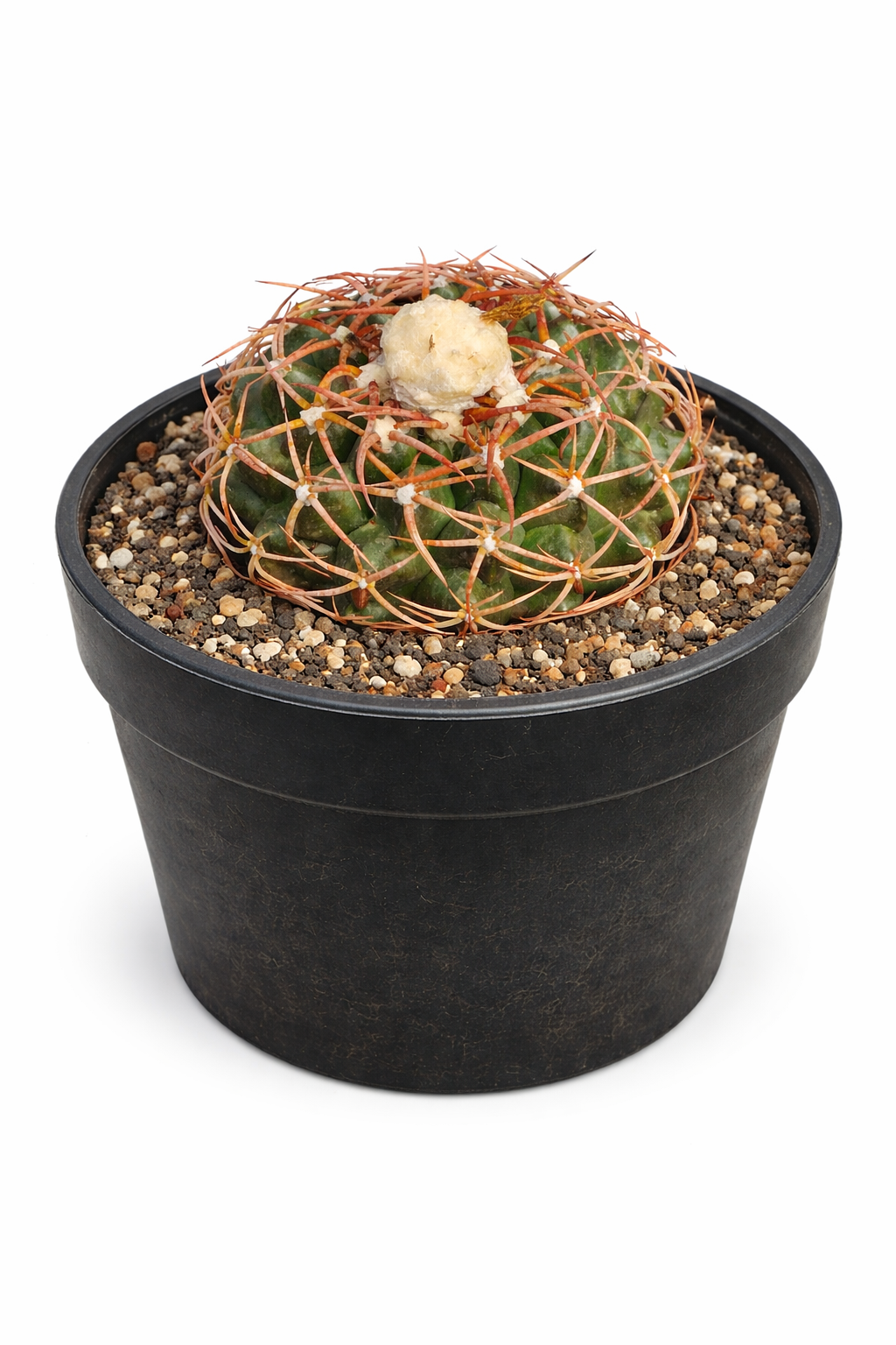 Discocactus subviridigriseus succulent cactus with dense reddish spines in black pot