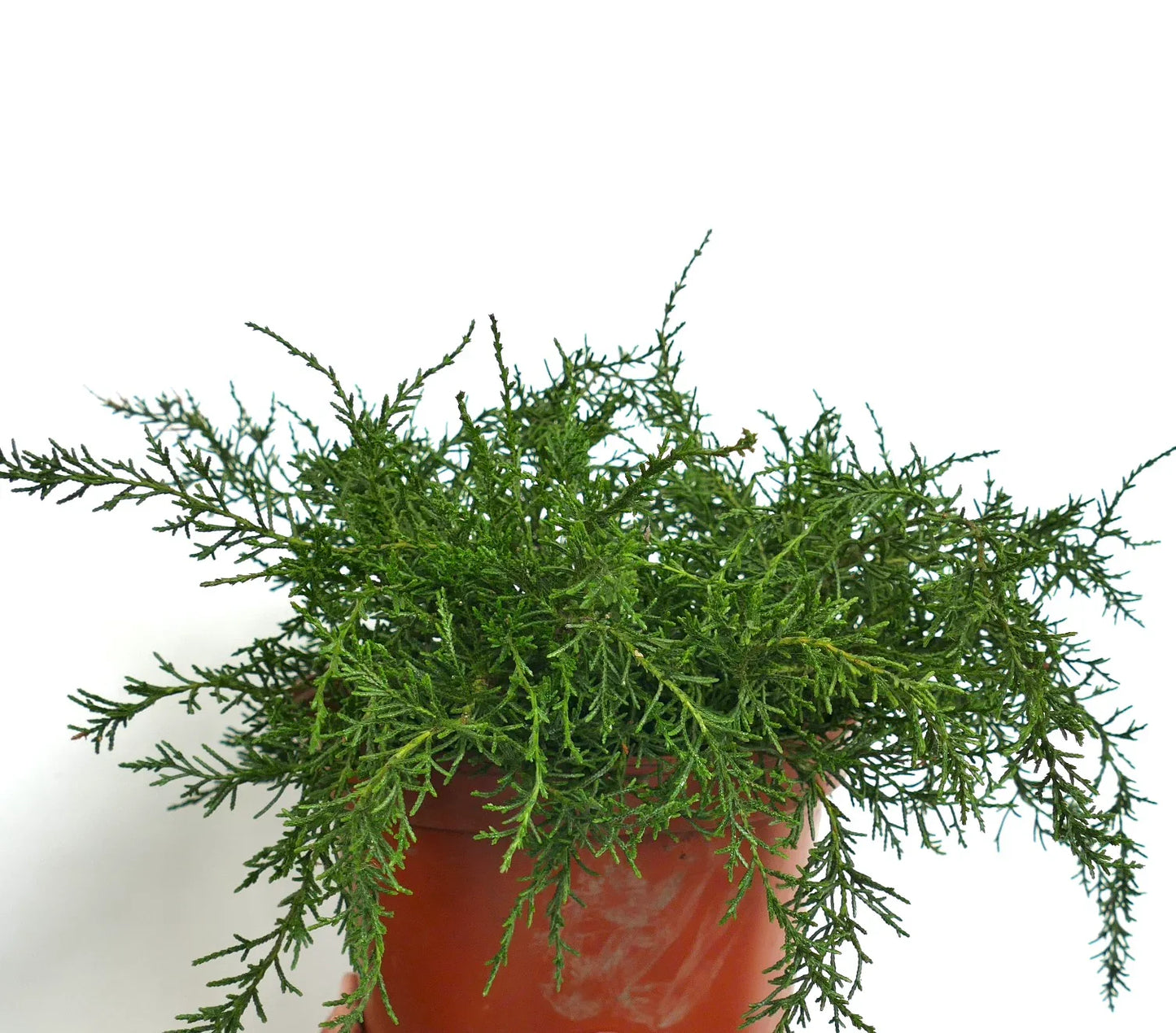 Diselma archeri dense green foliage with fine needle-like leaves in terracotta pot