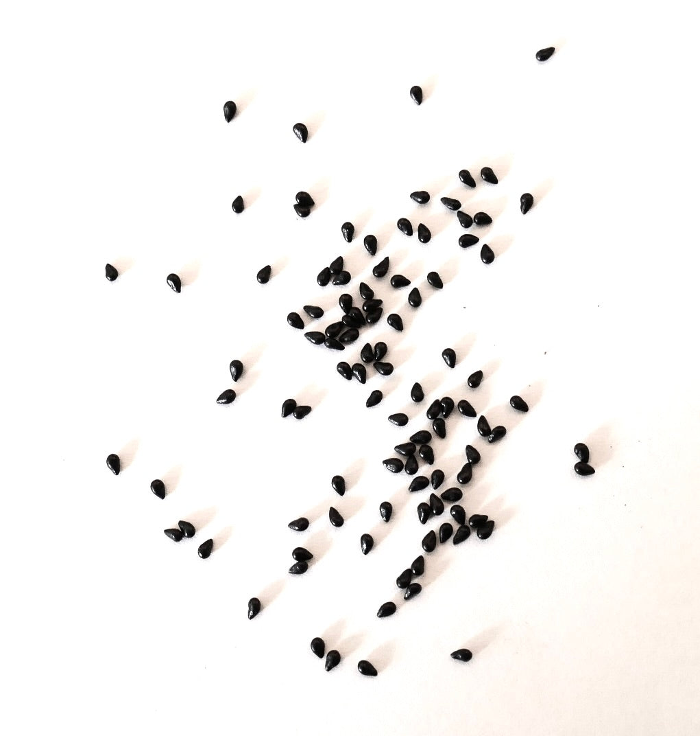 Disocactus speciosus var. bierianus small black seeds on white background