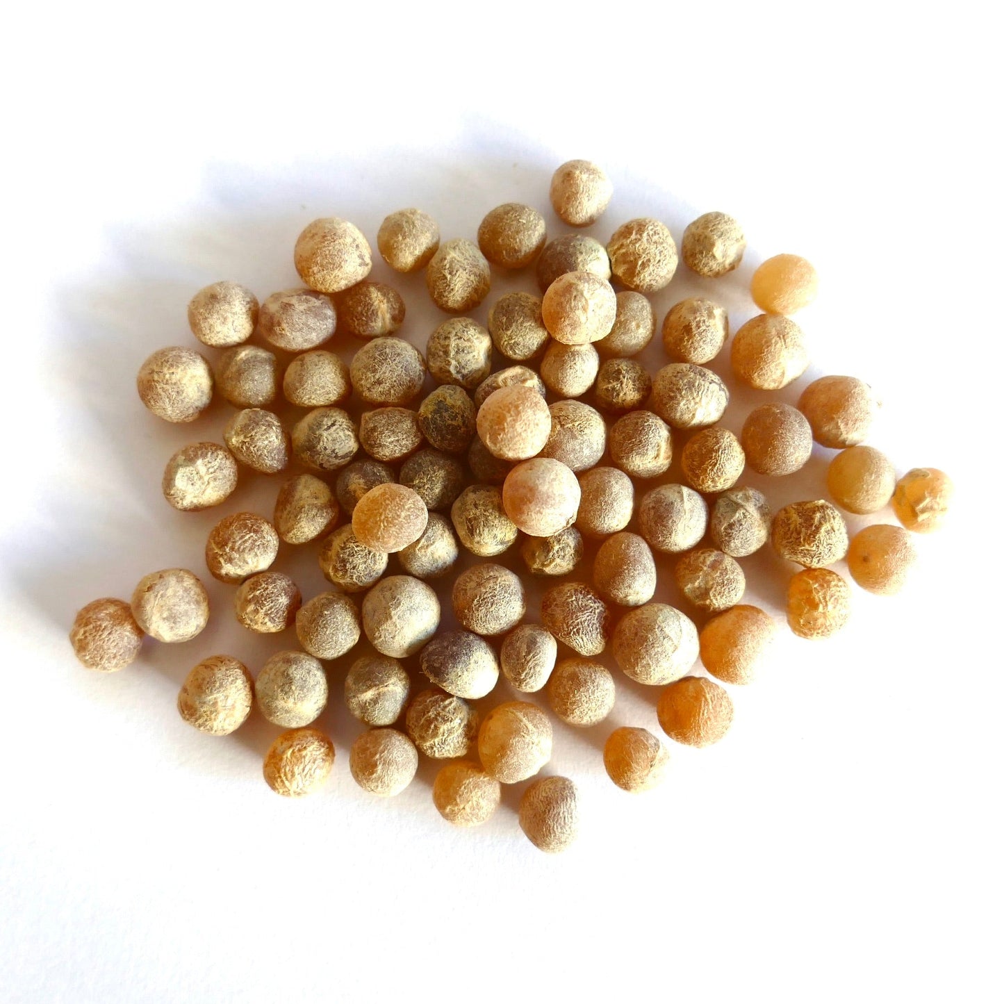 Dracaena cochinchinensis seeds with rough textured brown surface on white background