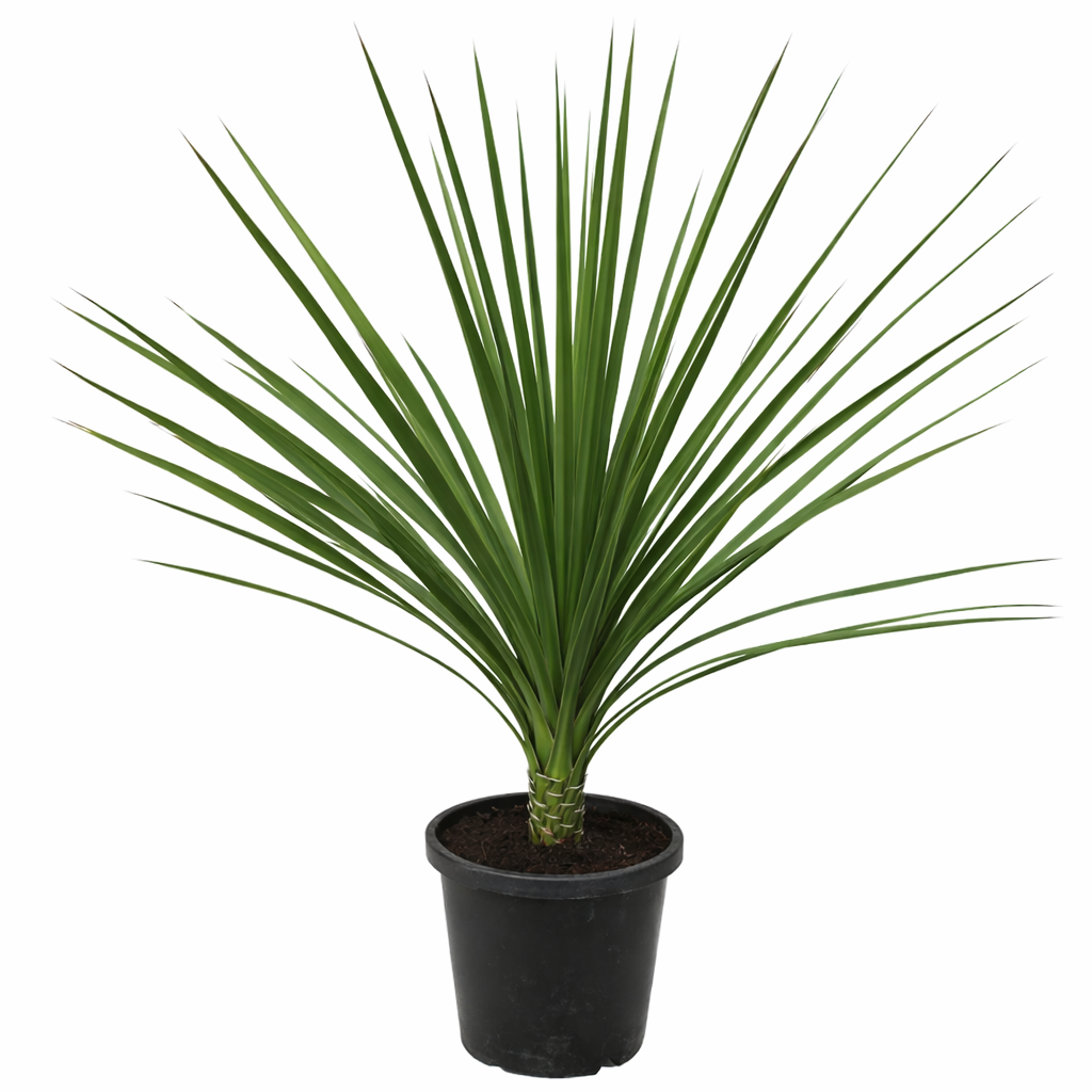 Pianta in vaso Dracaena indivisia con foglie verdi lunghe e sottili in contenitore nero