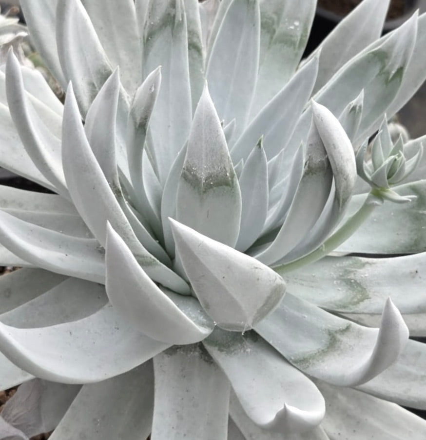Dudleya brittonii succulent with thick pale gray-green pointed leaves and rosette form