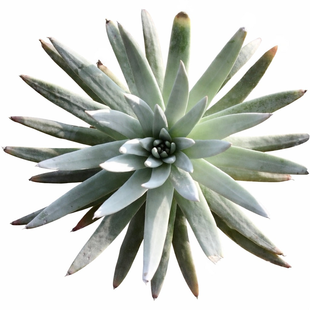 Dudleya pauciflora rare succulent rosette with elongated pale green leaves and pointed tips