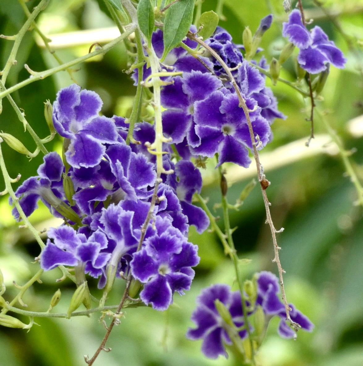 Fiori viola vibranti di Duranta repens con delicati bordi bianchi e fogliame verde in primo piano