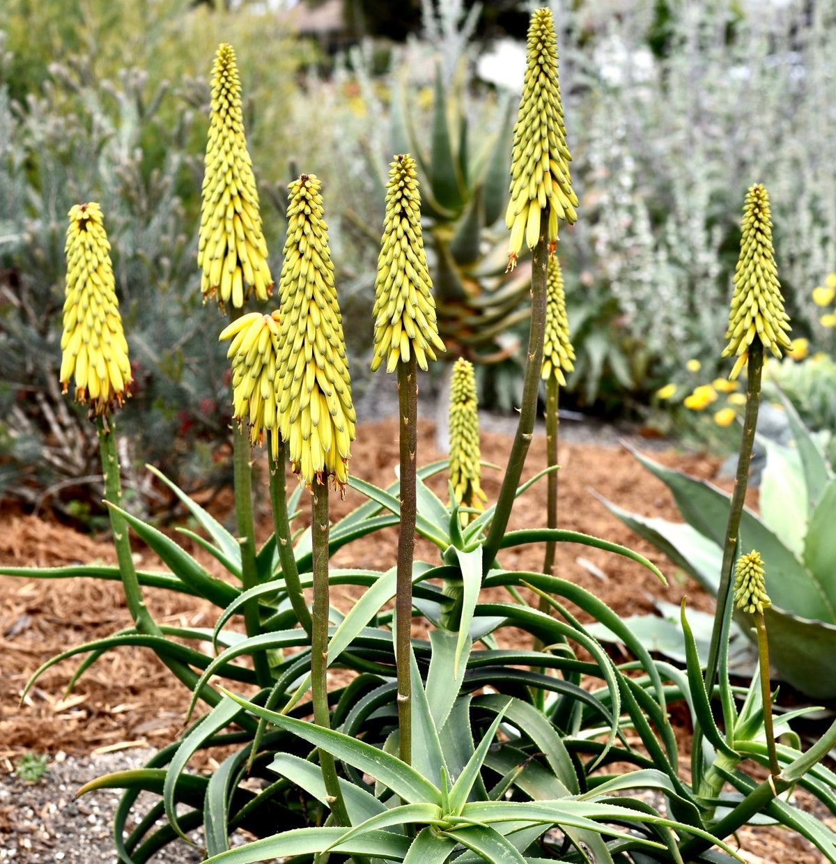 Aloe striatula 40-50 cm | Aloe resistente | Aloe striata