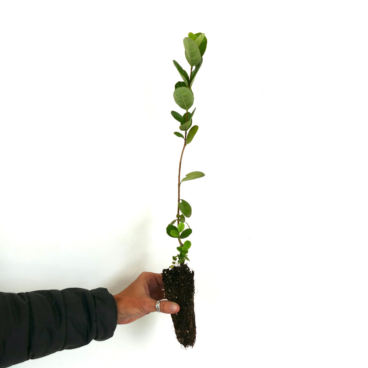 Feijoa sellowiana (syn. Acca sellowiana) 20-60cm | Pineapple guava