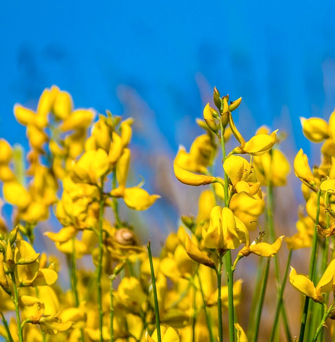 Spartium junceum 30-60cm | Spanish broom | Weaver's broom