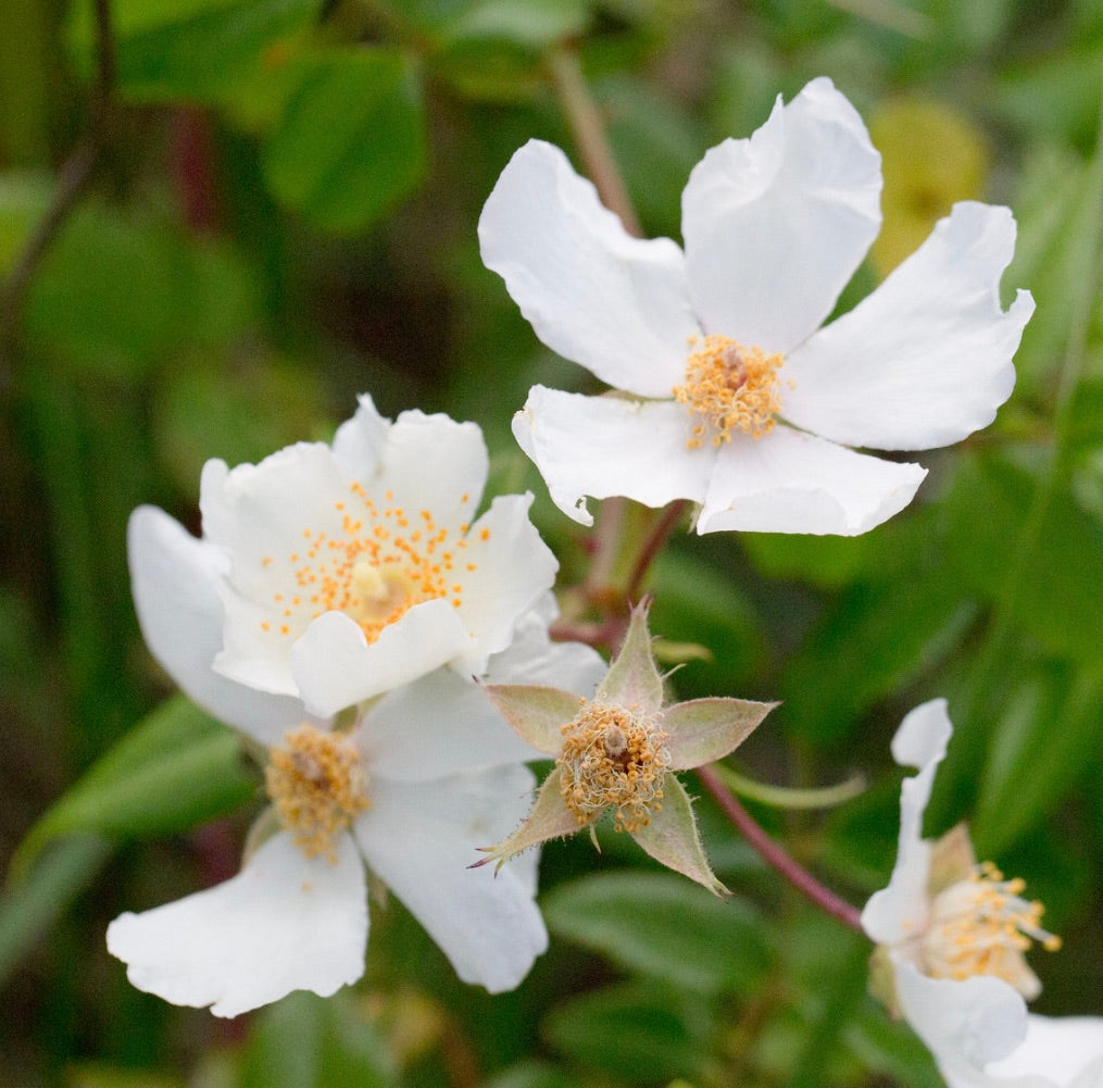 Rosa sempervirens 20-50cm | Evergreen rose | Trailing rose