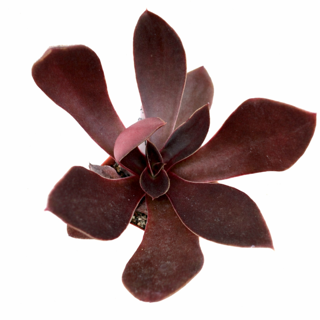 Succulenta Echeveria aurantiaca con foglie larghe di colore marrone rossastro scuro che formano una rosetta