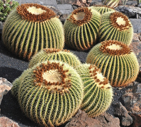 Echinocactus grusonii, cactus succulento rotondo con spine dorate dense e corona lanuginosa