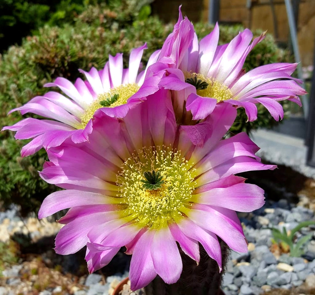Cactus Echinocereus armatus con grandi fiori rosa e gialli in fiore alla luce del sole