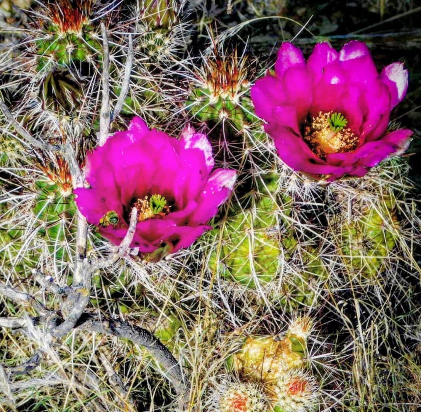 Cactus Echinocereus boyce-thompsonii con fiori di un vivace magenta e spine bianche dense