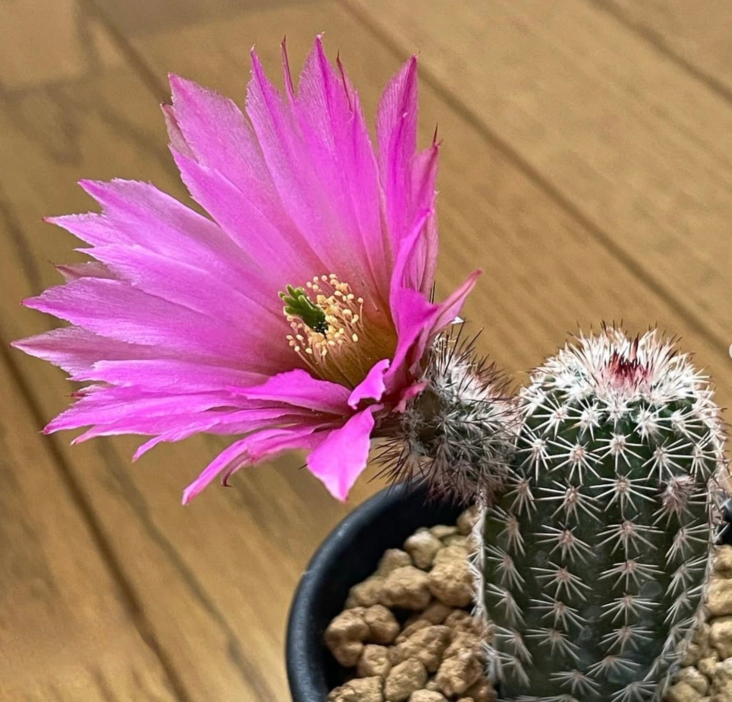 Cactus Echinocereus bristolii con fiore rosa brillante e stelo verde spinoso in vaso