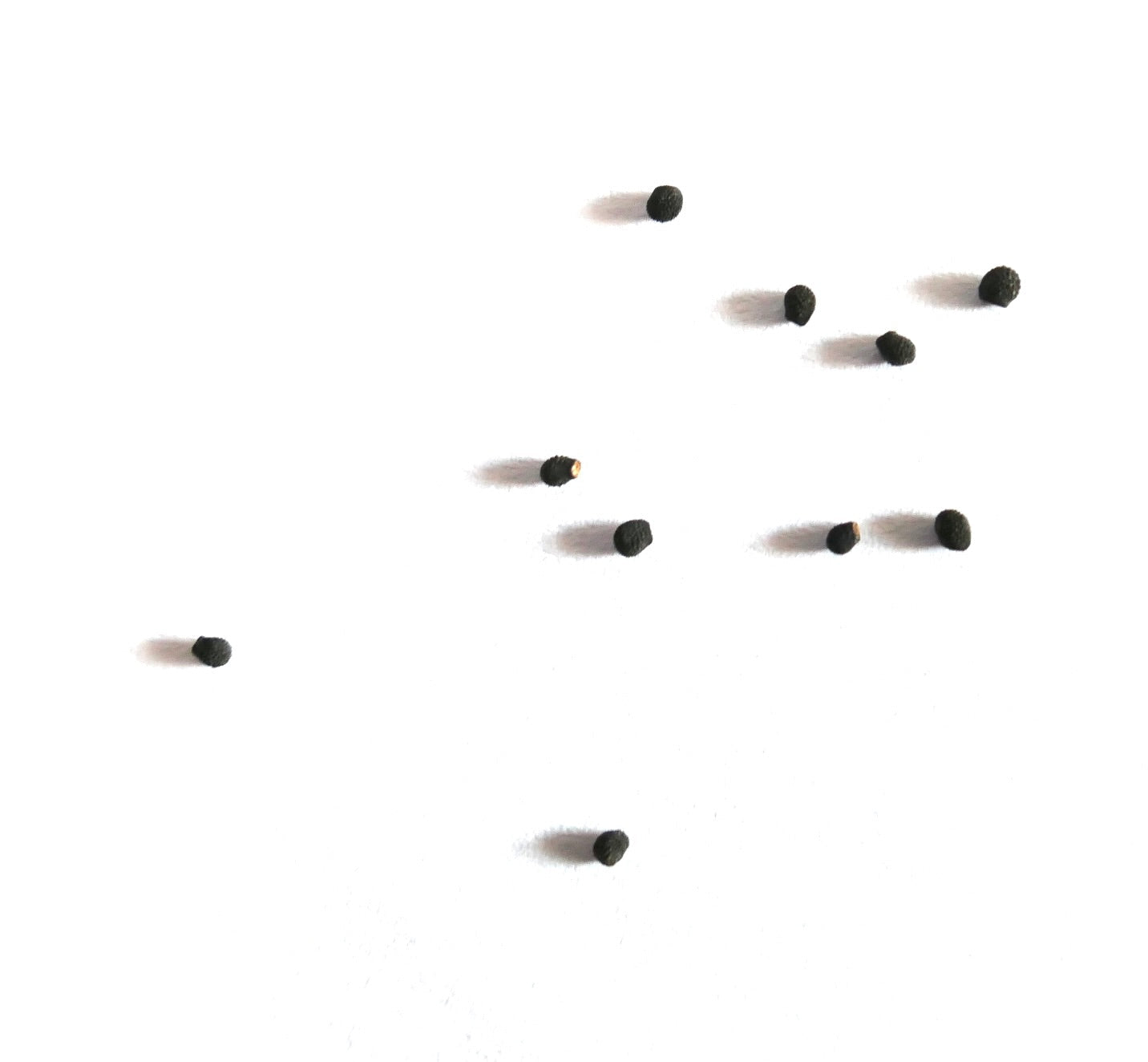 Echinocereus chloranthus cactus seeds scattered on white background