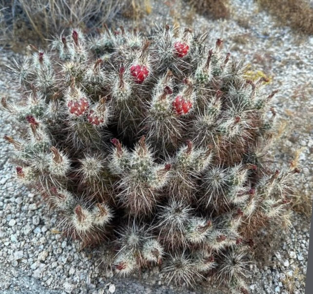 Cactus Echinocereus engelmannii con spine dense e frutti rossi in terreno desertico