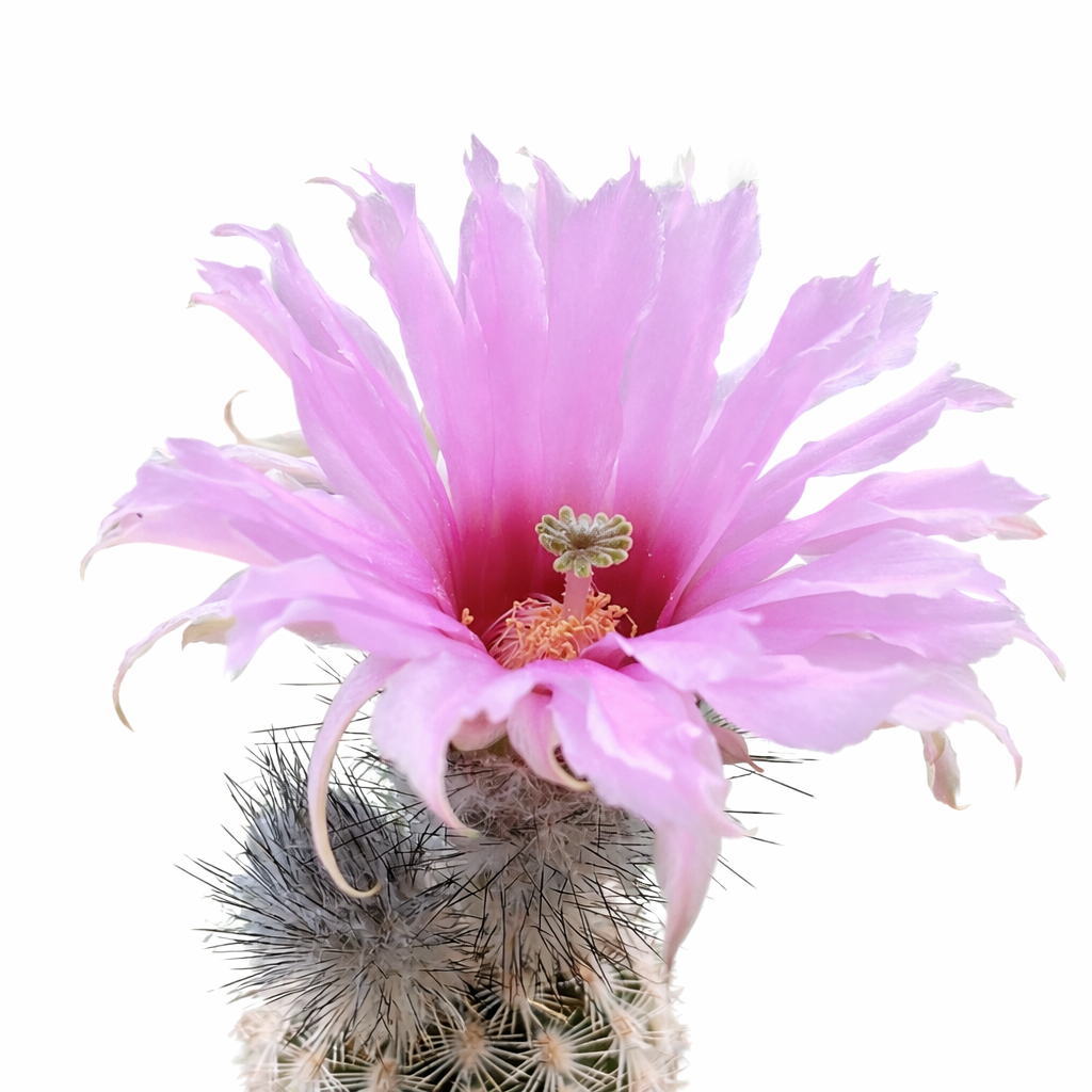 Echinocereus fitchii cactus with large delicate pink flower and spiny gray stem