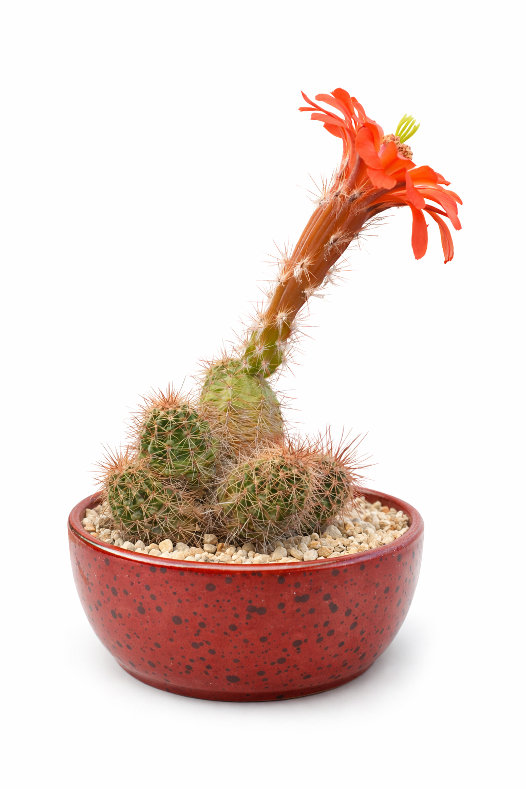 Echinocereus huitcholensis small potted cactus with bright orange flower and spines