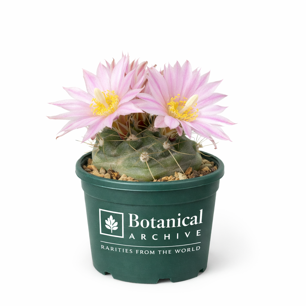 Echinocereus knippelianus var. kruegeri small cactus with pale pink flowers in green pot
