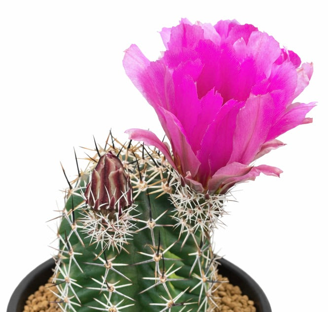 Echinocereus kuenzleri cactus with bright pink flower and sharp white spines in pot
