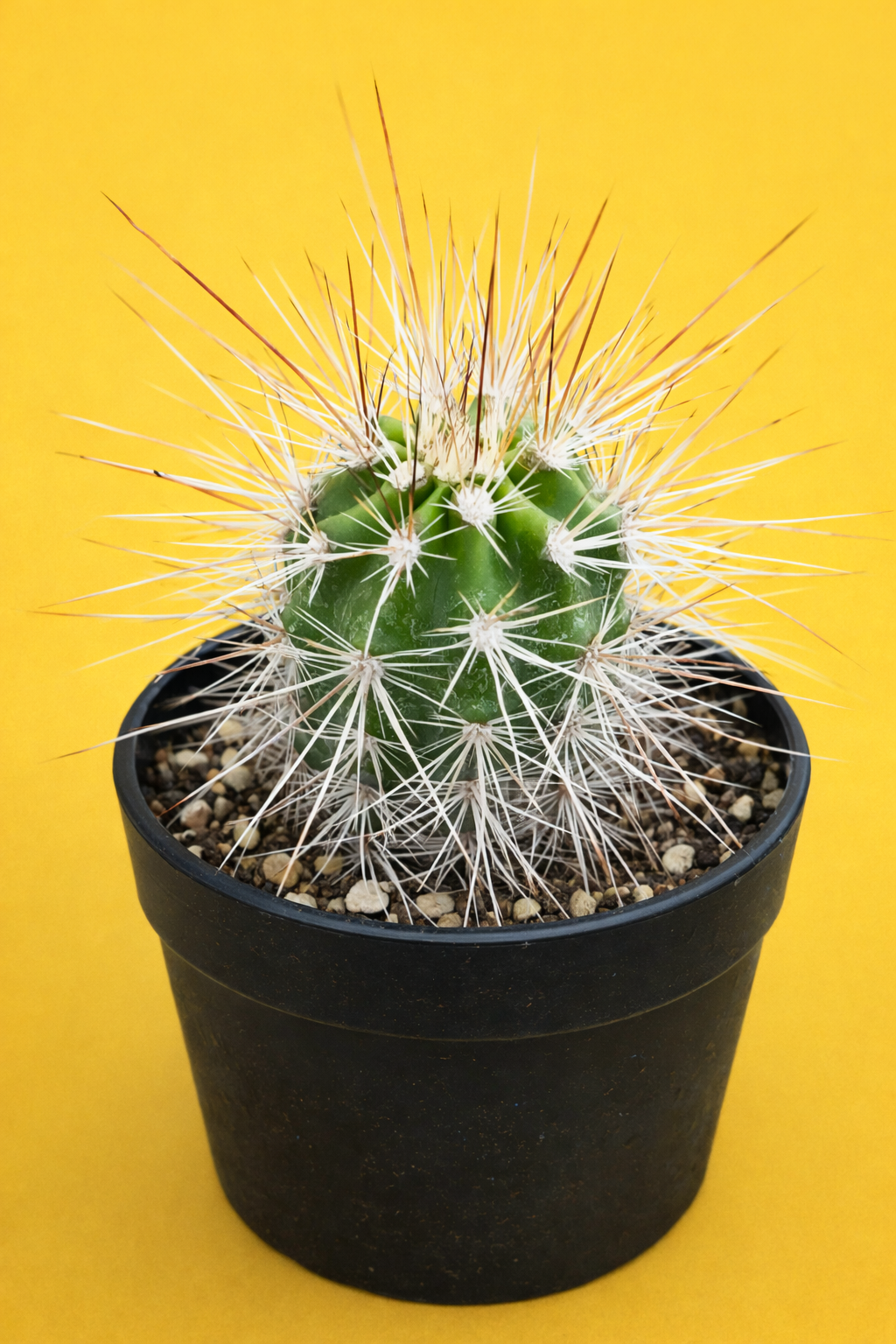 Echinocereus llanuraensis small green cactus with long white spines in black pot