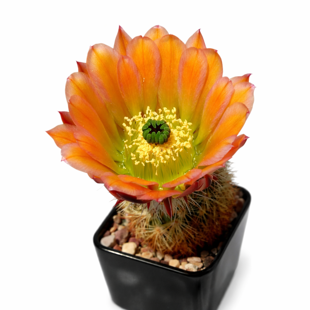 Echinocereus lloydii rare cactus with vibrant orange flower and spiny green stem in black pot