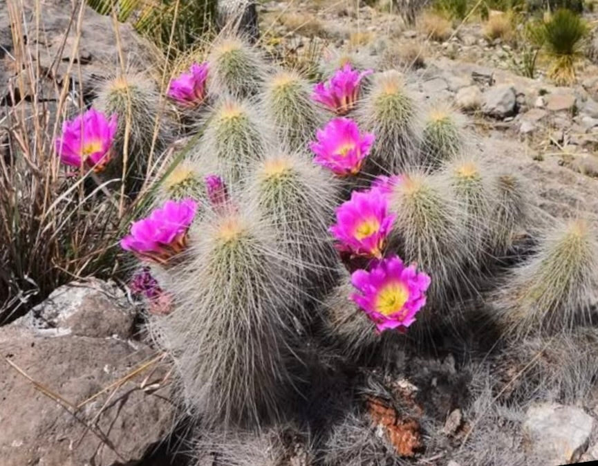 Cactus Echinocereus longisetus con spine bianche dense e fiori rosa vivace in terreno roccioso