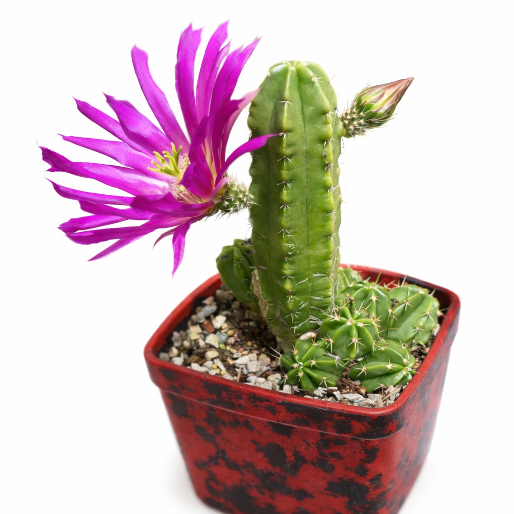 Echinocereus morricalii cactus with bright pink flower in red speckled pot