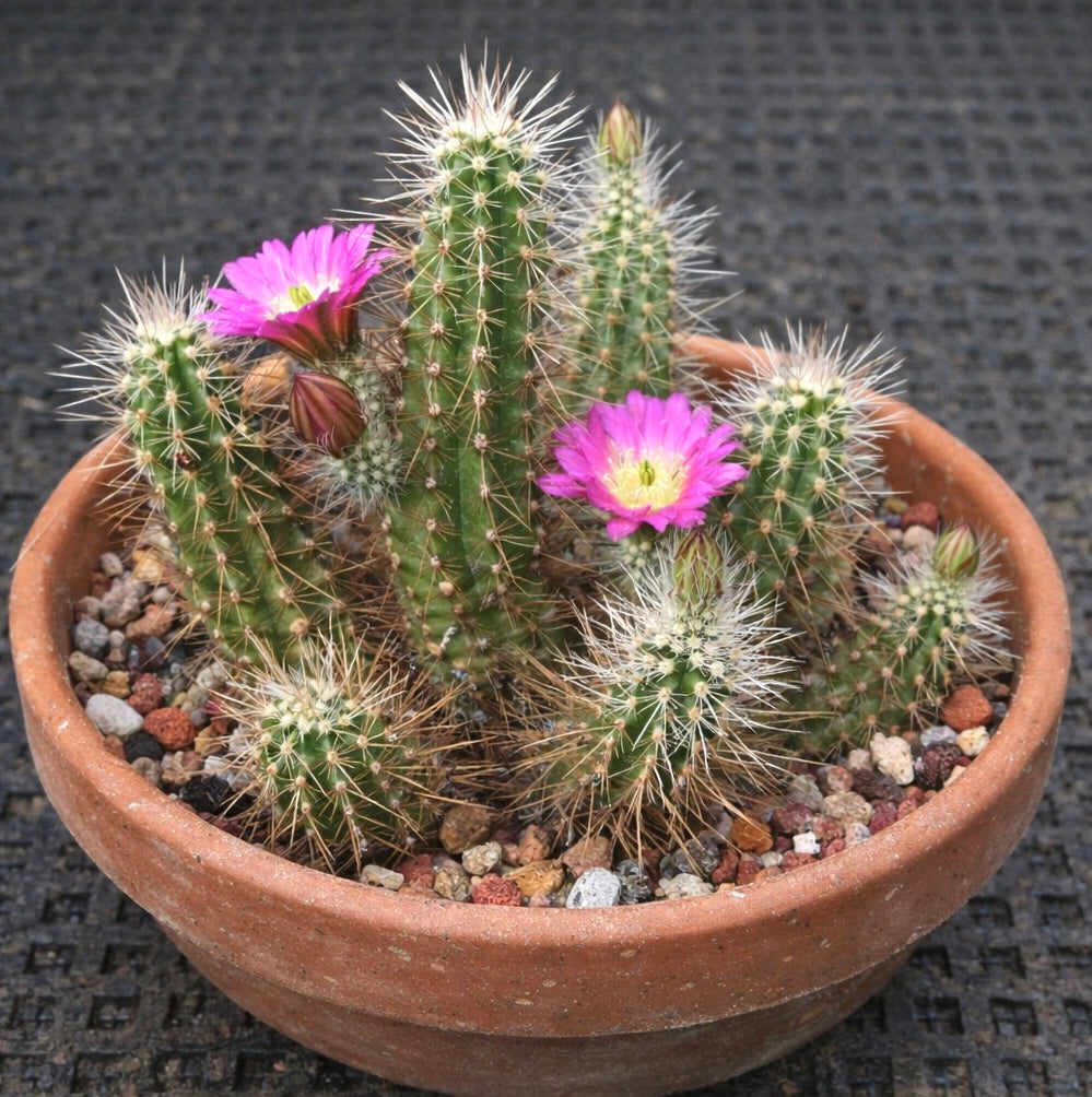 Echinocereus parkeri ssp. gonzalezii small green cactus with white spines and bright pink flowers in terracotta pot