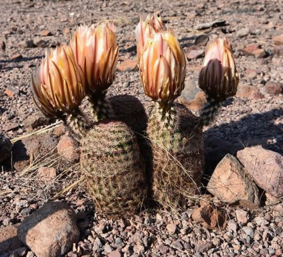 Echinocereus pectinatus cactus with large pink and yellow flower buds in rocky desert soil