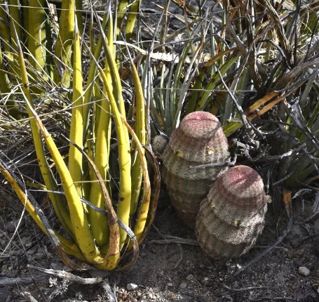 Echinocereus pectinatus rare succulent cactus with ribbed, rounded stems and reddish tops in natural habitat