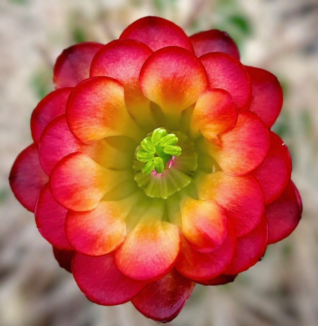 Fiore succulento di cactus Echinocereus polyacanthus dai vivaci colori rosso e giallo, primo piano