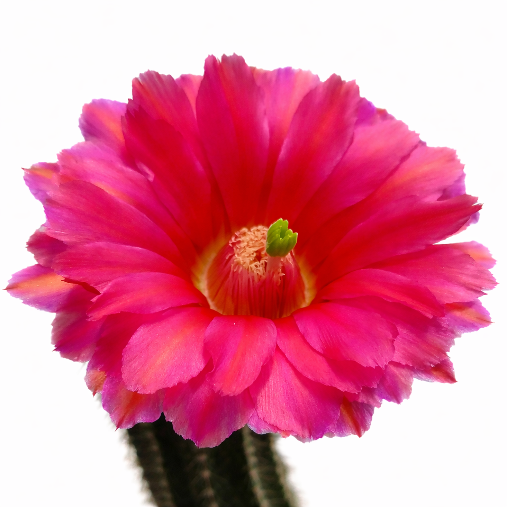 Echinocereus purpureus vibrant pink cactus flower with delicate petals and central green stigma